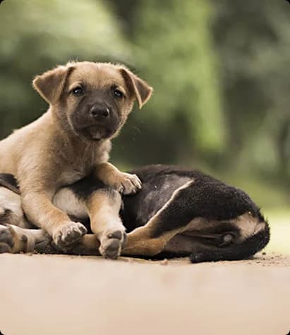 Dog at Nishabd